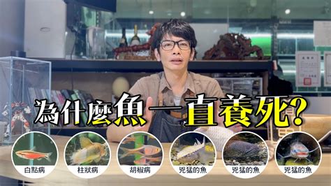 魚死掉|養魚小知識 為什麼魚隻總是死亡？